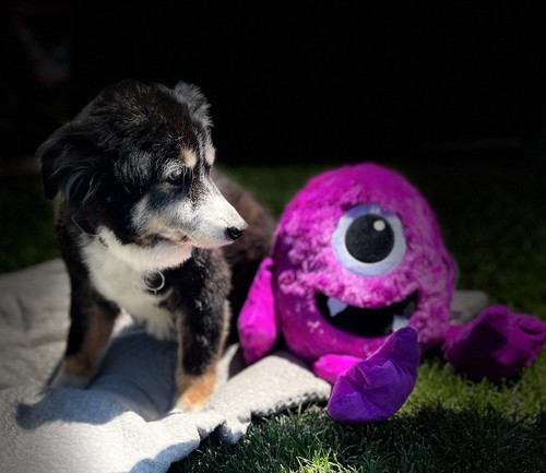 Big dog toys inch - big, jumbo